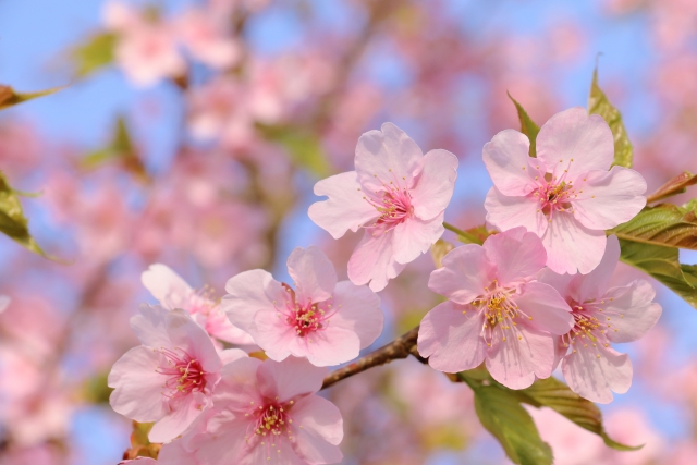 2月から4月まで、長く楽しむ2024年の桜まつり